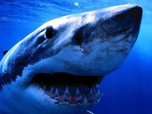 it's a scary, scary shark